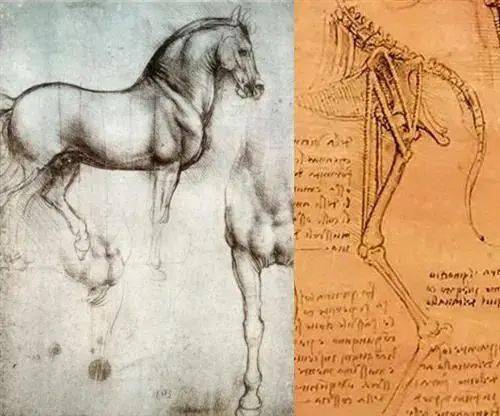 ellenberger 和 hermann baum绘制的马腿解剖图鉴