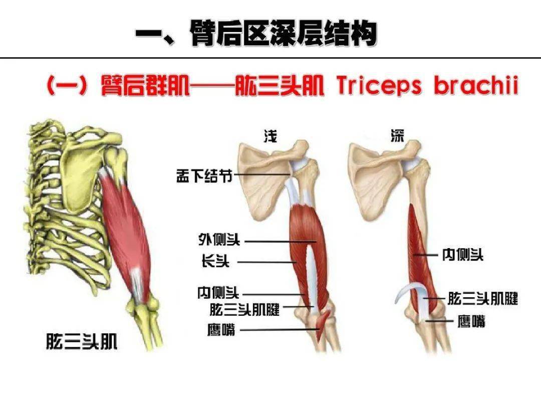 超详细上肢局部解剖,果断收藏!