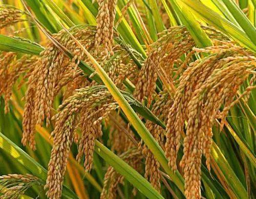 玉米,小麦和稻谷是世界上最为重要的粮食作物