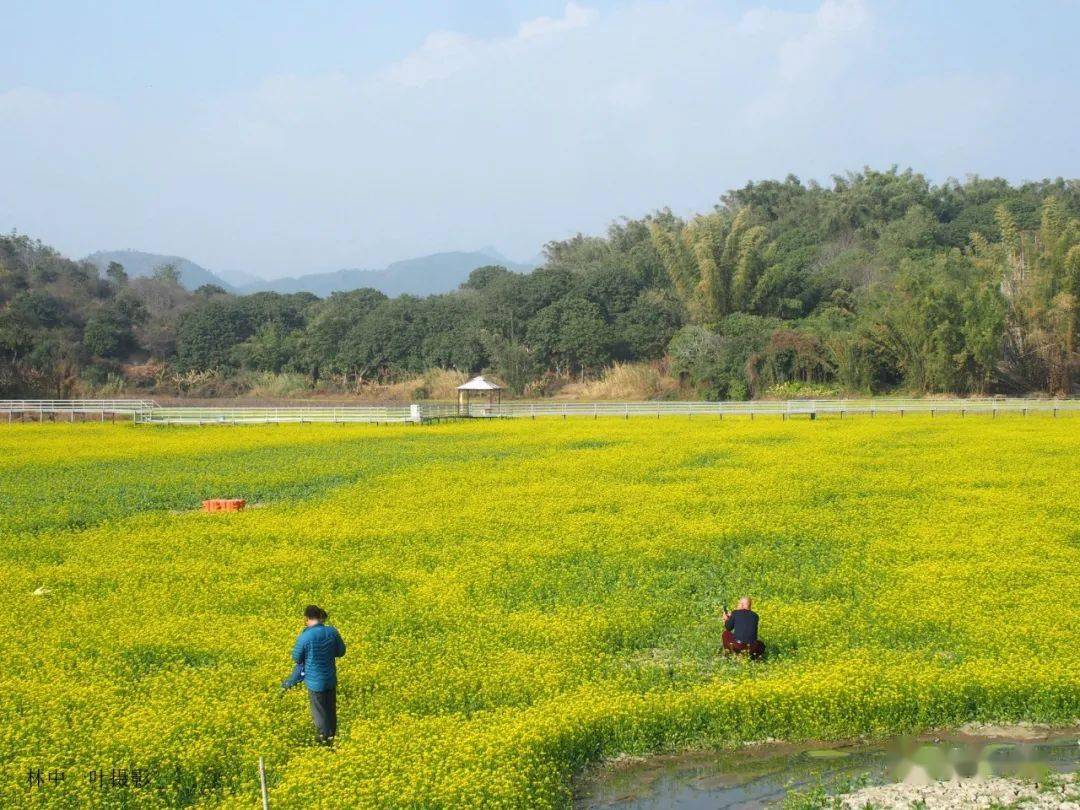 狮峰白鹭湖油菜花海周六对游客开放