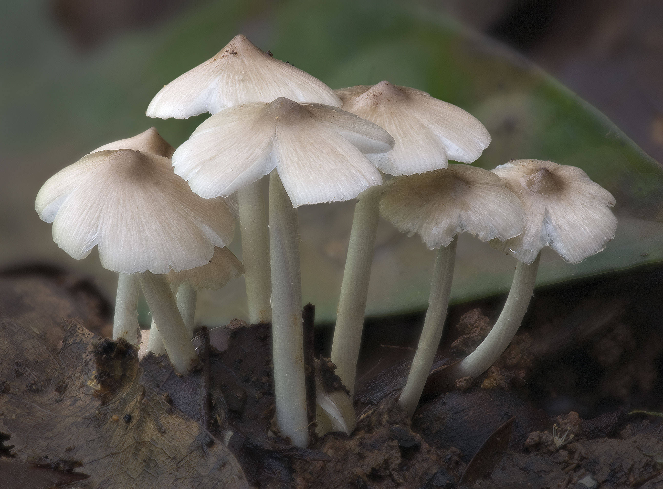 全球野生食用蘑菇科学清单发布,可食用蘑菇共2189种