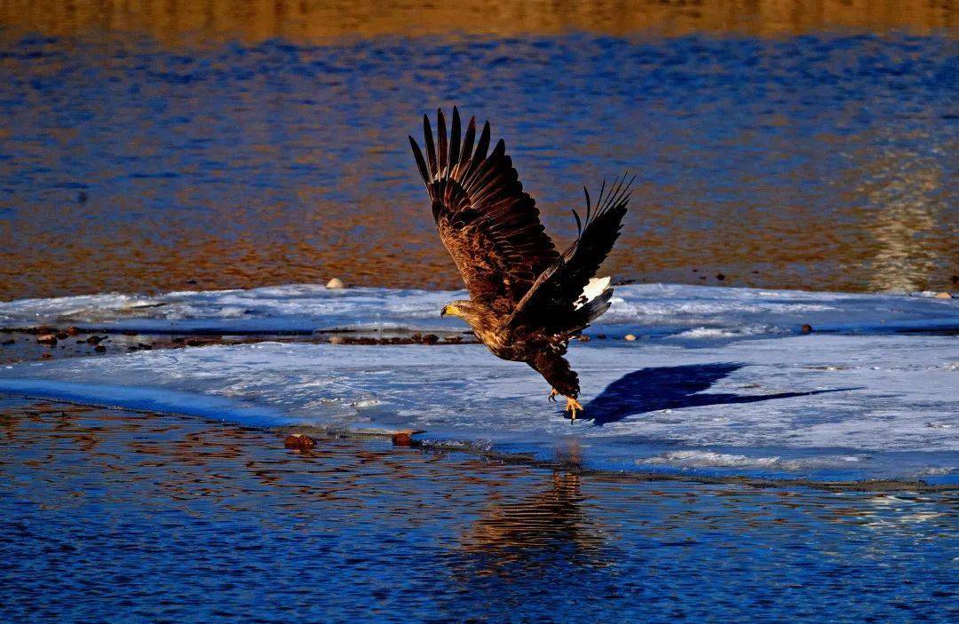壁纸 动物 鸟 鸟类 桌面 1080_703