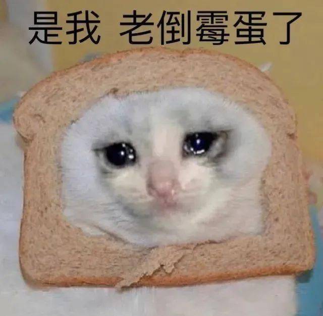 可爱猫猫治愈怼天地蜜汁表情包