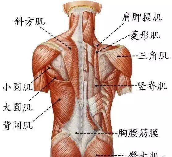 部分加入联合腱,止于正中腹白线; 会阴肌肉共八块,肛门三角肌三块
