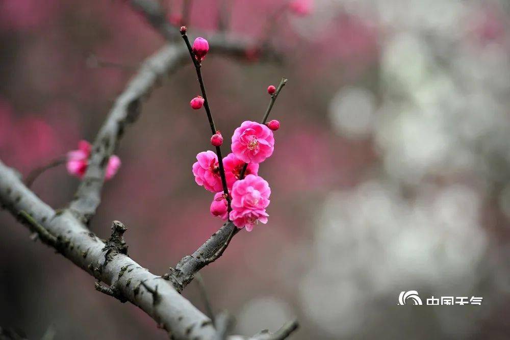 立春时节 浙江金华梅花报春醉游人