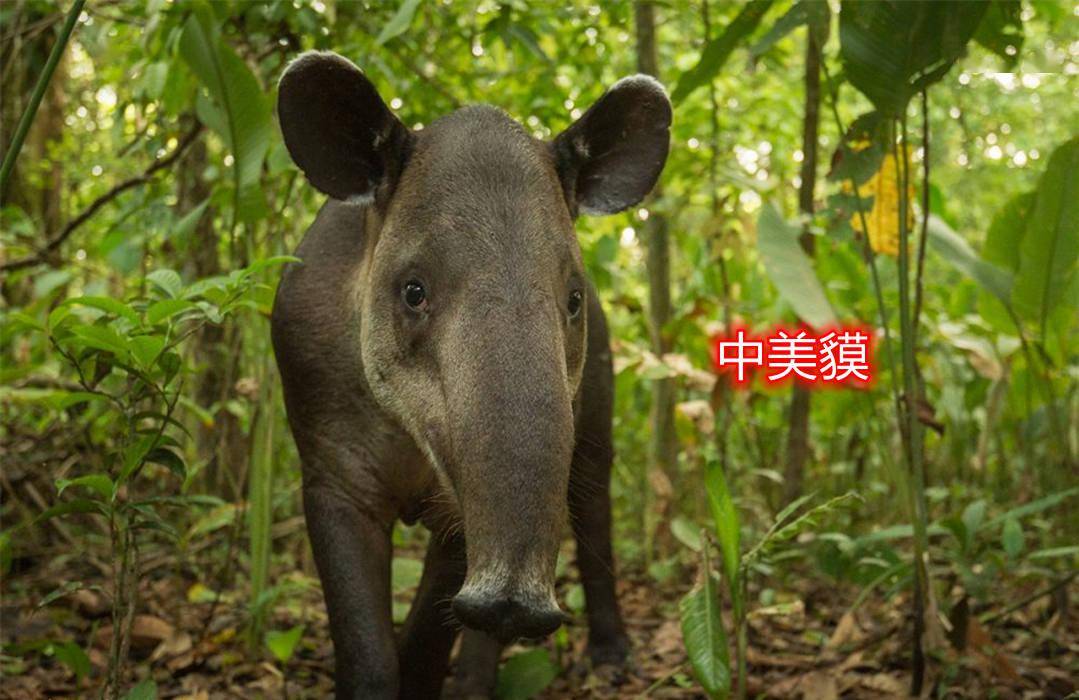 壮得像头驴,灵活的鼻子不输大象,幼崽却很像小野猪_动物