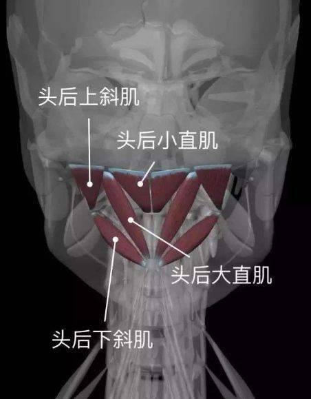 头后小直肌亦呈三角形,较小,居内侧,起自寰椎后结节,止于下项线内侧