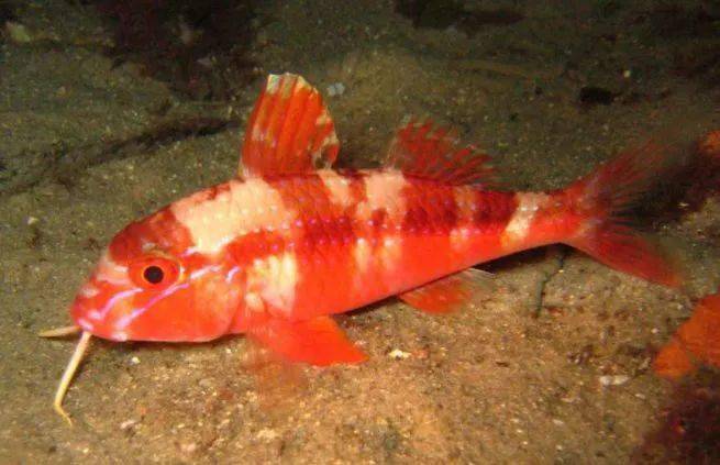 不过,海马家族中也有长得非常袖珍,且十分呆萌的种类,比如巴氏豆丁