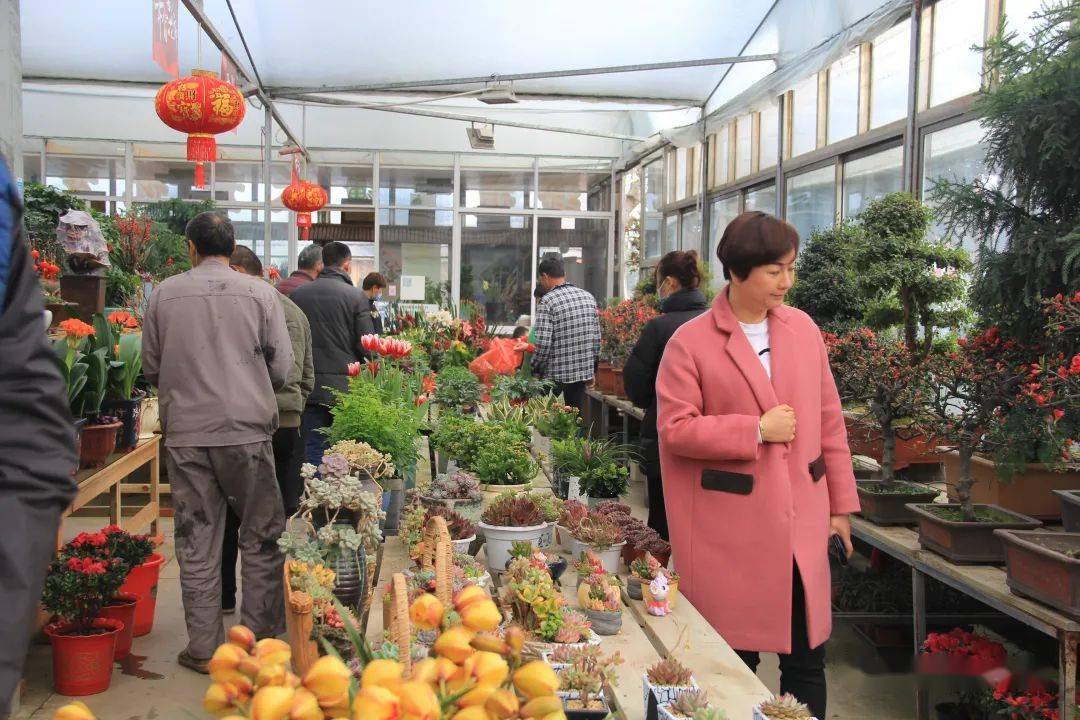 夏溪花木市场年宵花销售已进入高峰期买买买的节奏停不下来