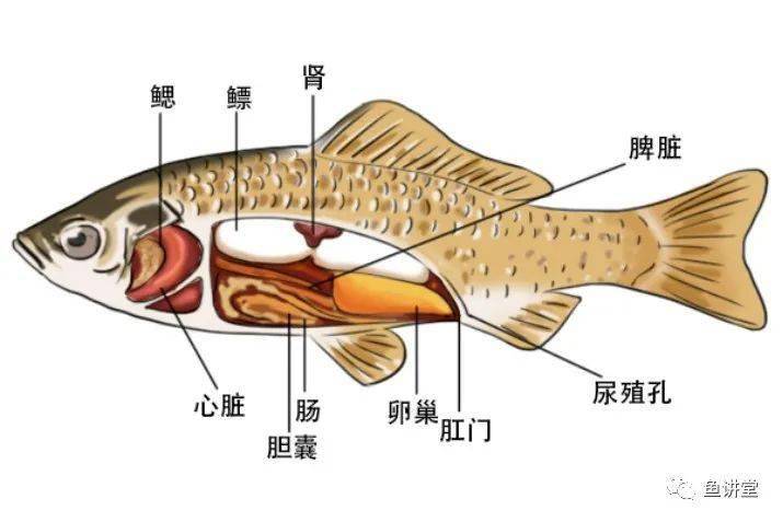 水中的鱼也会溺(淹)死吗?_鱼鳔