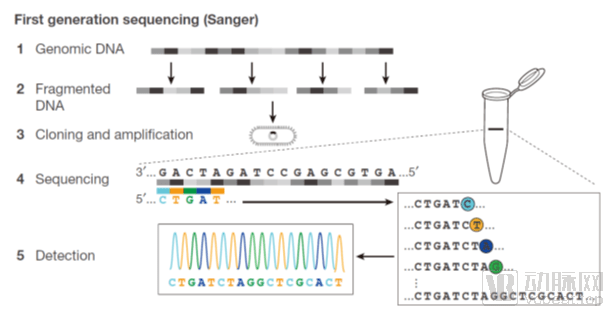 一代测序:sanger法测序的原理就是利用一种dna聚合酶来延伸结合在待定