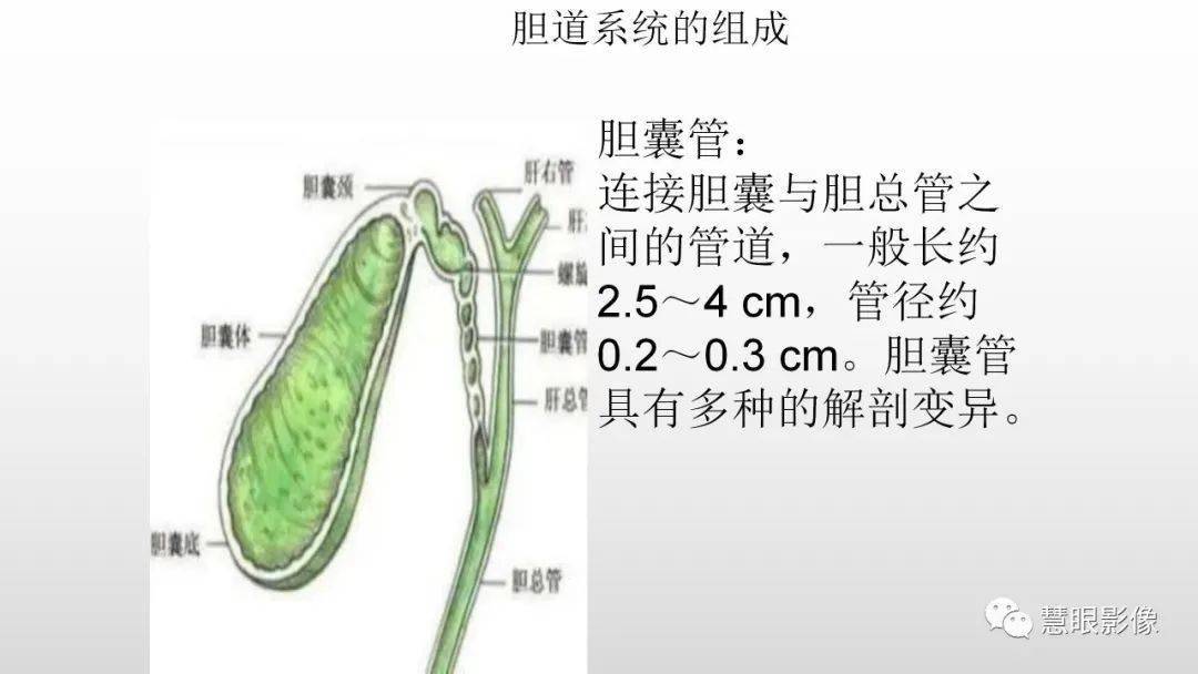 胆道解剖及先天变异