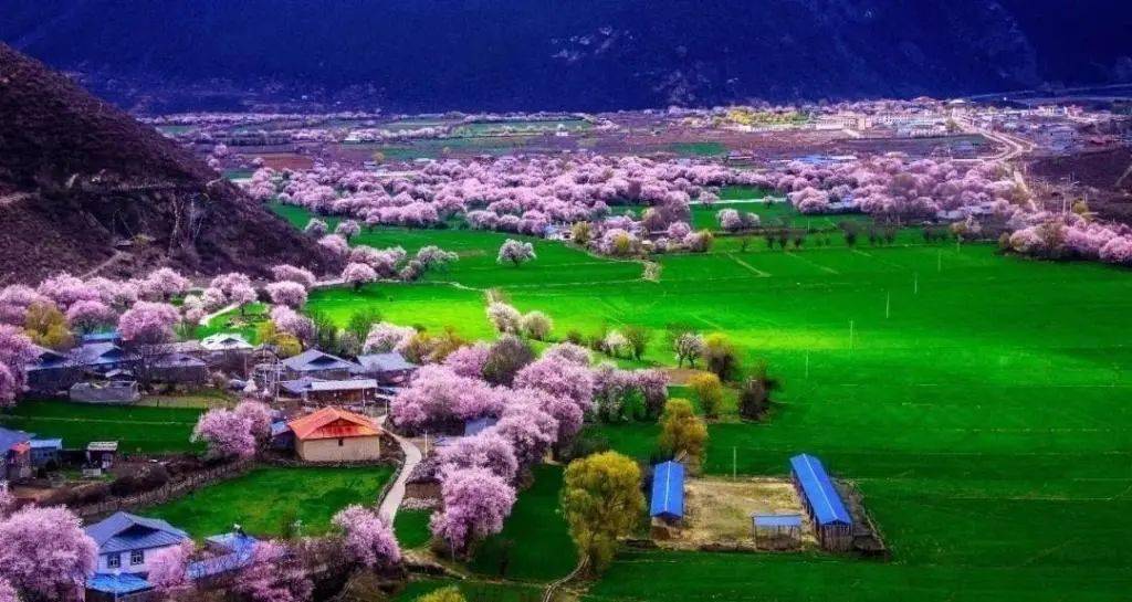 【春遇西藏】邂逅百里桃林 ,林芝桃花沟,春日赏桃花的