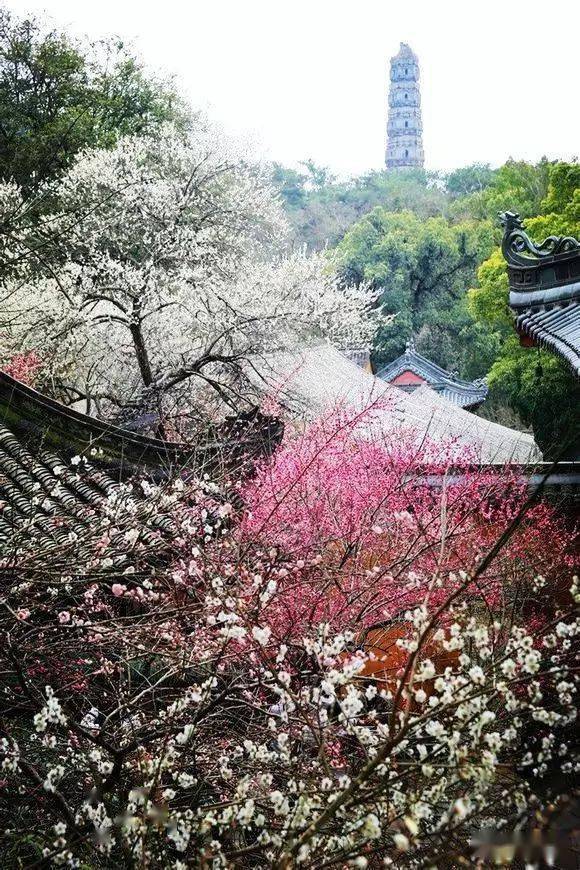 【印●象】天台国清寺隋梅: 千年梅花一夜开, 大年三十不用来!