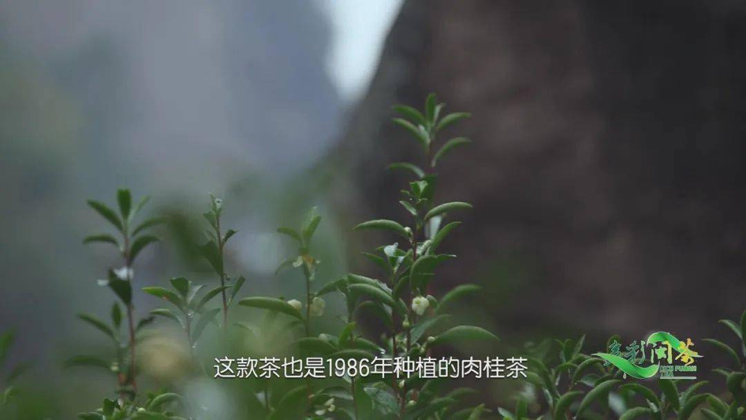 这款茶来自于 1986年种植的肉桂茶树