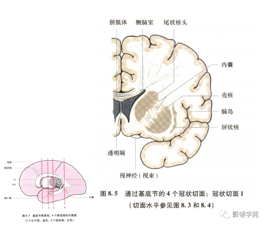 基底节-内囊-丘脑解剖