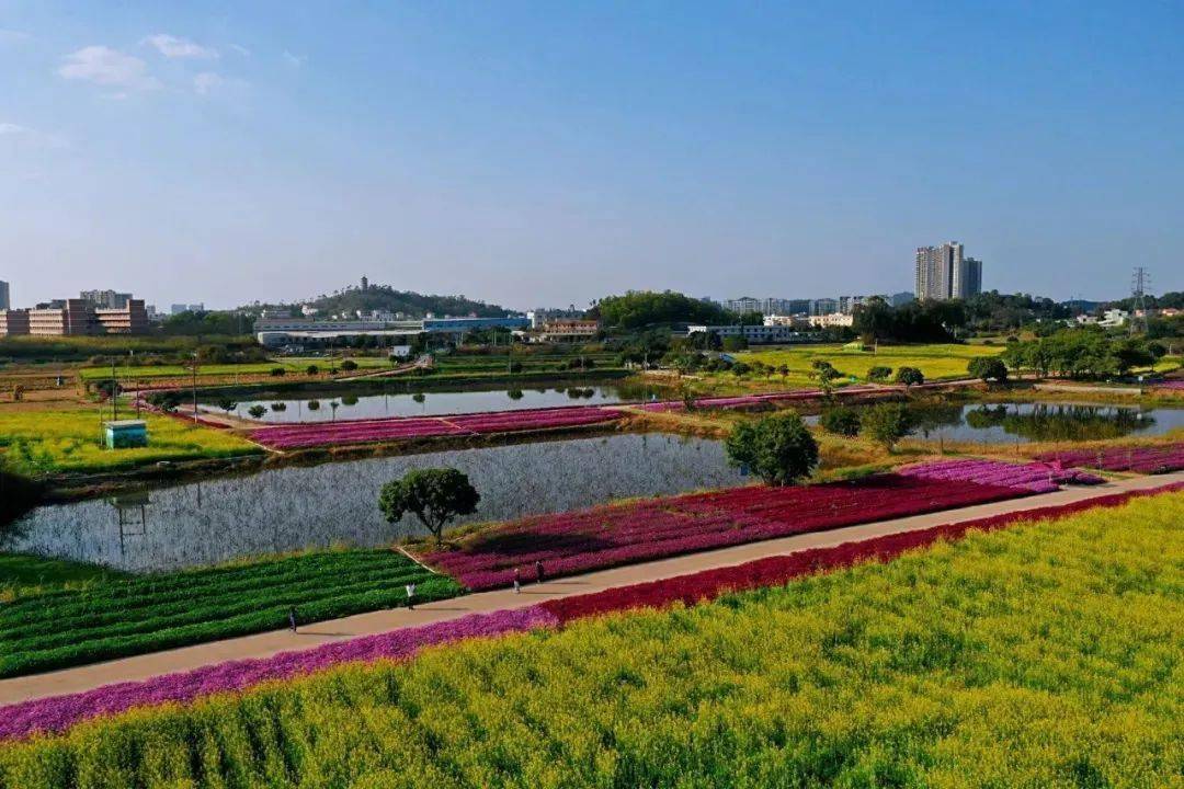 东莞桥头七彩花田,松山湖百花盛开,单车骑行_活动