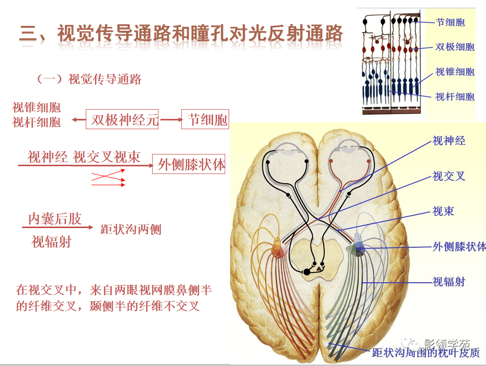 基底节-内囊-丘脑解剖