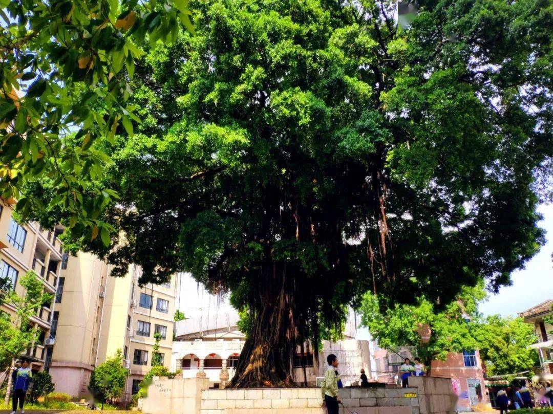 口碑位居全市前列!福州外国语学校介绍来啦