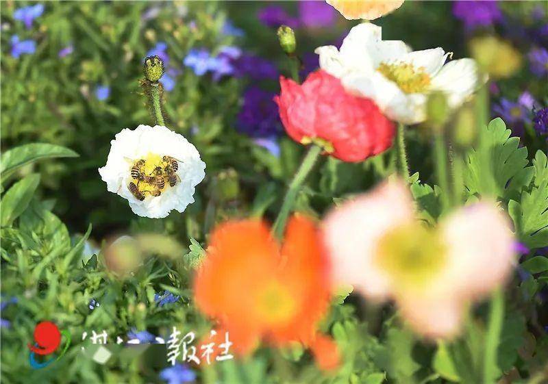 【影像湛江】靓!百花迎春怒放