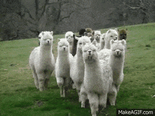 每日一句能量:即使我们遭遇过那么多孤独,排挤和伤害