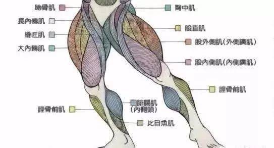 大腿分为前外侧,后侧和内侧三个肌群.小腿肌群也分前群,后群和外侧群.