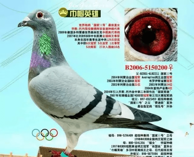 不常提起的21个世界级血统名鸽!