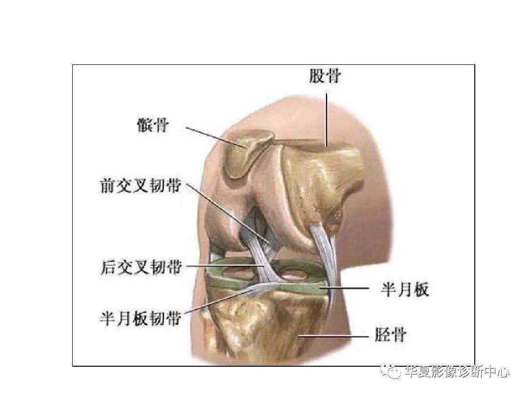 交叉韧带解剖及损伤的mri诊断