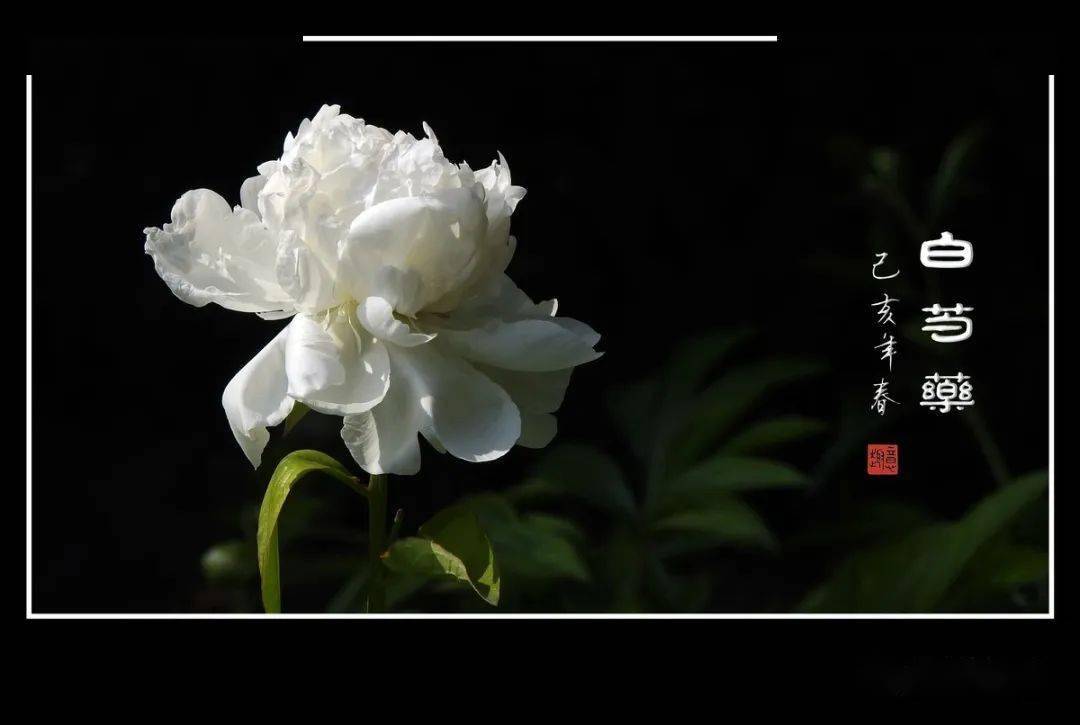 【白芍花开】深情伤感,听哭了(萨克斯唯美音乐)