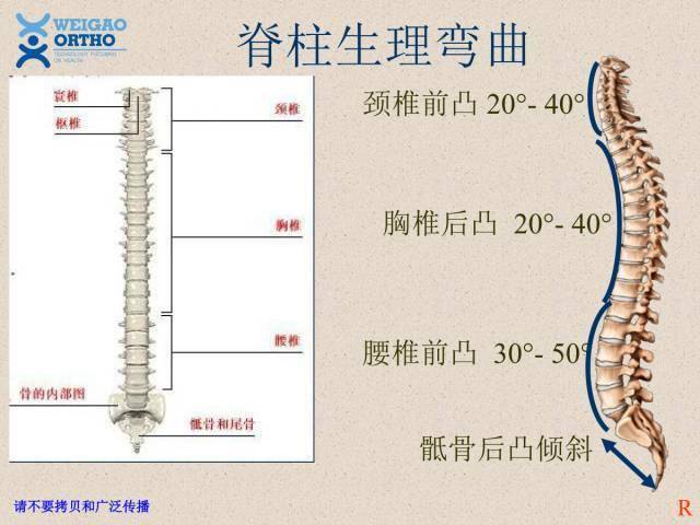 解剖全脊柱解剖详述