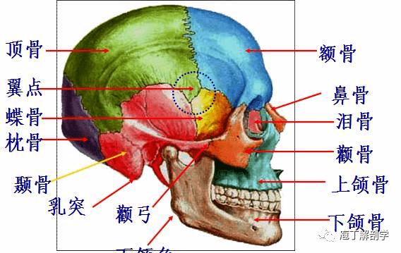 位置 孔 穿过结构 颅前窝 筛孔 嗅神经 视神经管 视神经 眼动脉 颅中