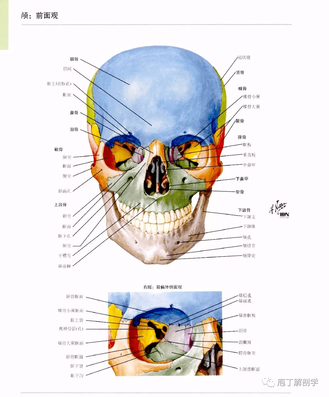 圆孔 上颌神经 卵圆孔 下颌神经 棘孔 脑膜中动脉 颅后窝 枕骨大孔