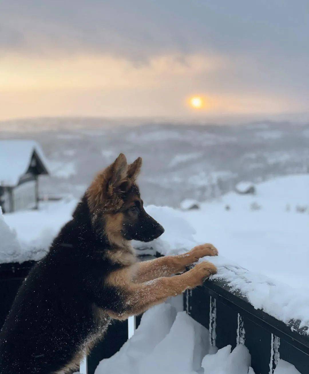 帅气德牧遇到雪,瞬间变萌犬!