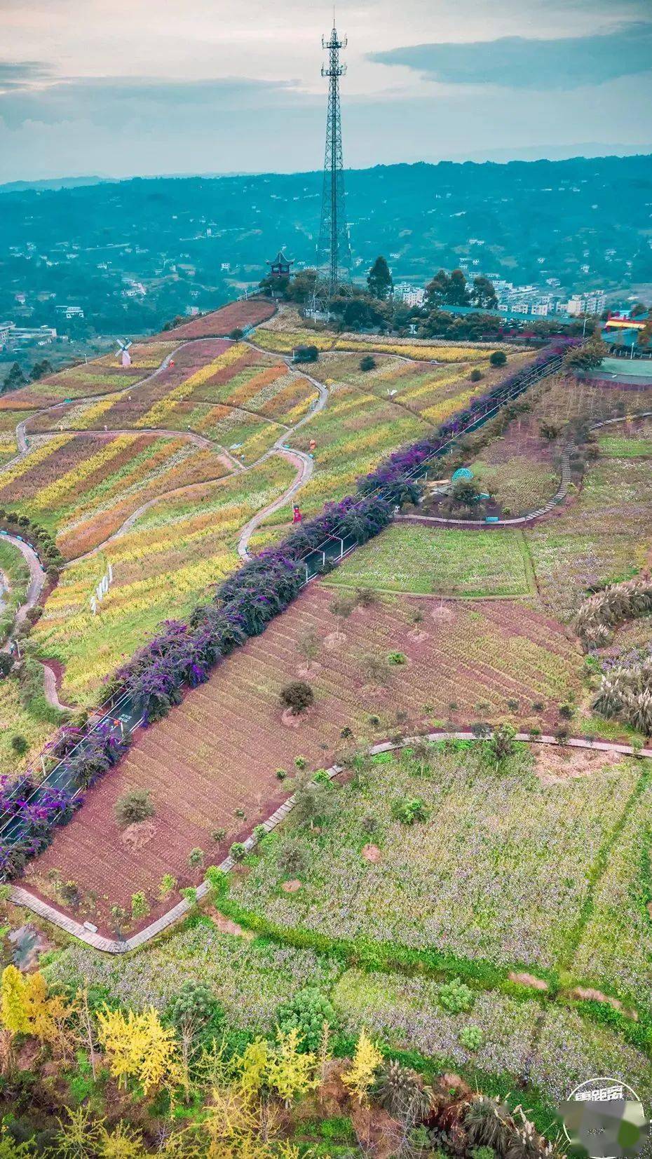 宜宾春节周边游!半小时打卡百亩郁金香花海,舞龙舞狮……门票仅需19.