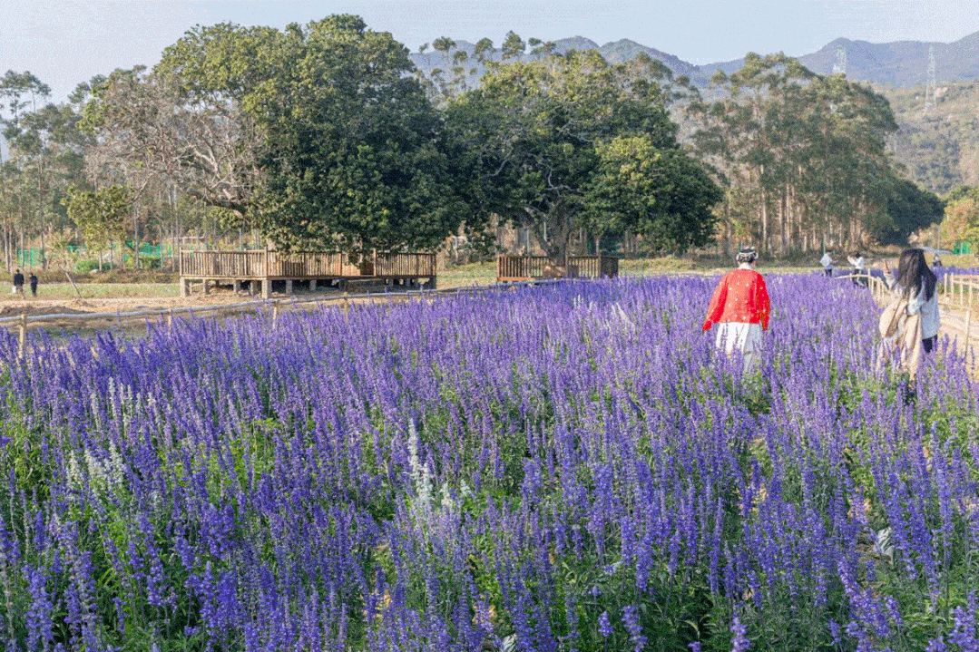 新春赏花好意头,来年花开富贵红红火火