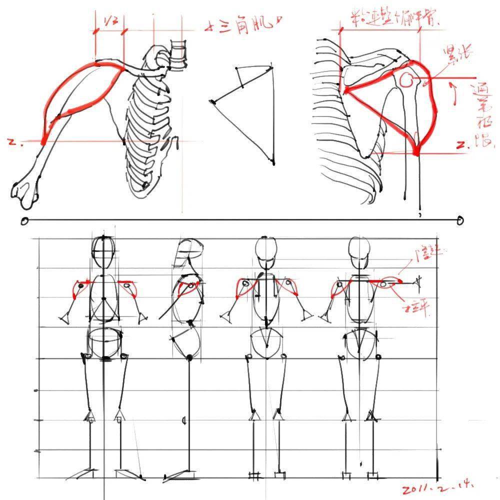 人体骨骼姿势绘画解剖草图参考合集