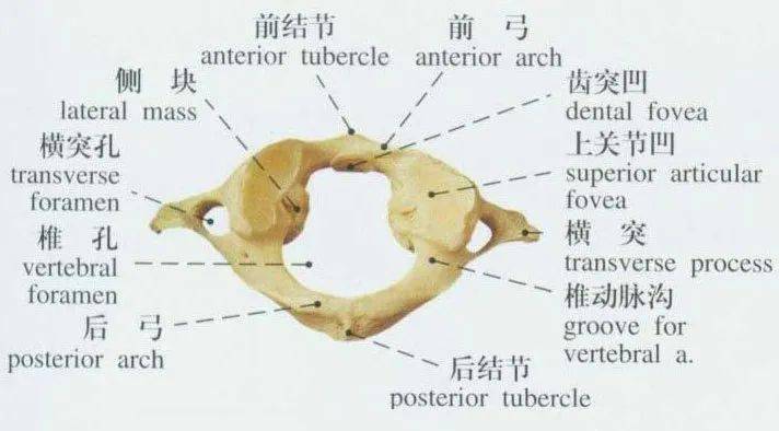 寰椎02这四块椎骨与胸,腰段椎骨大致相似,均由椎体,椎弓,突起(包括横