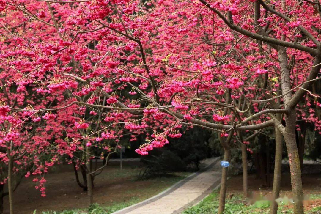 樱花,郁金香,牡丹.赏花看这里