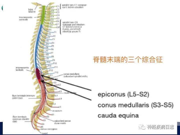 下位脊髓和脊神经定位