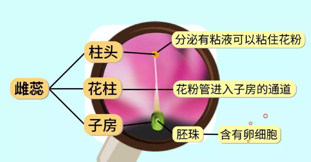 雌蕊,位于花的中央部位,由  柱头,花柱和子房三部分组成.