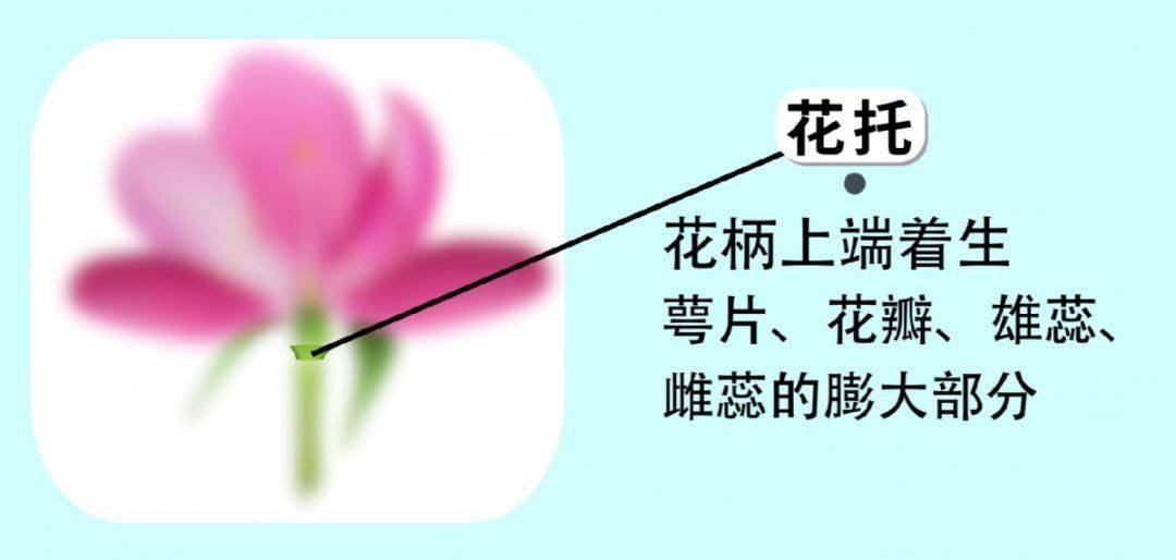 花托,为  花柄上端着生萼片,花瓣,雄蕊,雌蕊的膨大部分