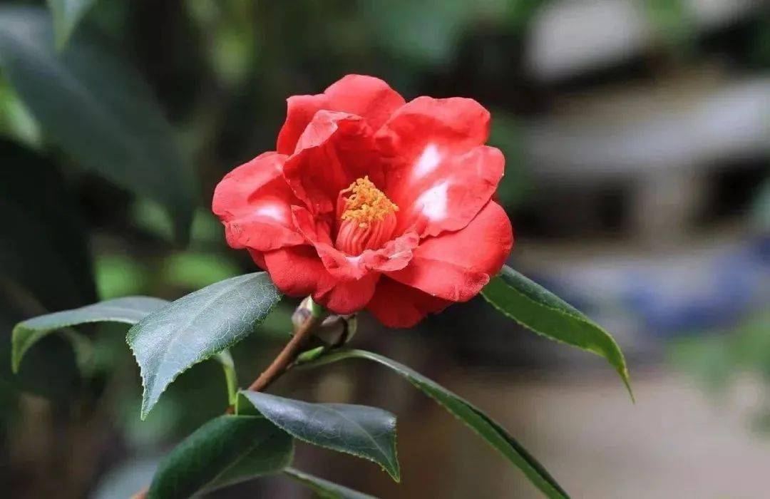 彩铅教程 | 红色山茶