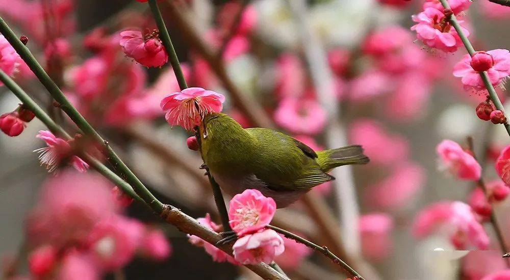 梅花绣眼_红梅