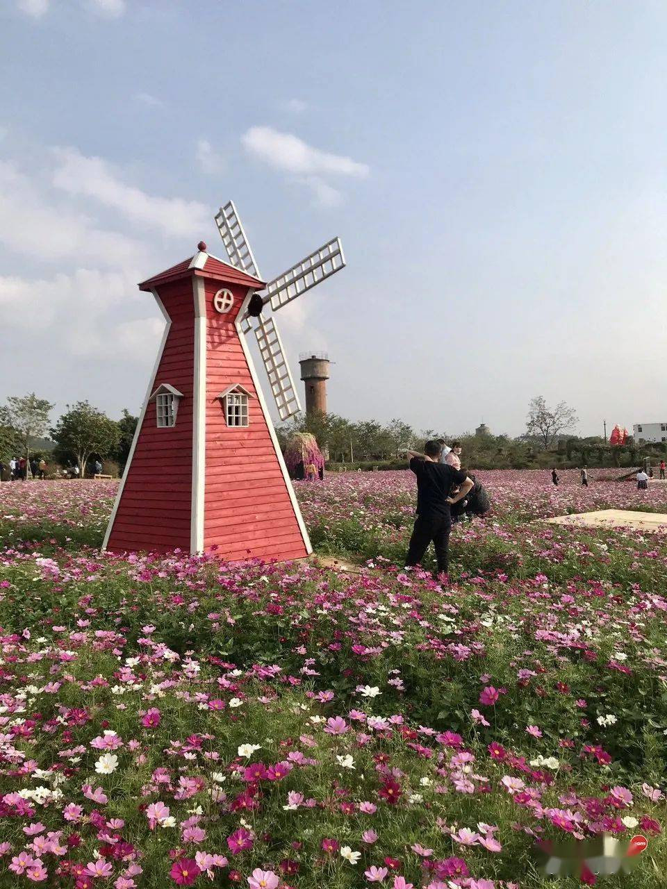 钦州的北部湾花卉小镇今年春节虽然不很热门,但去到哪里发现还是很多