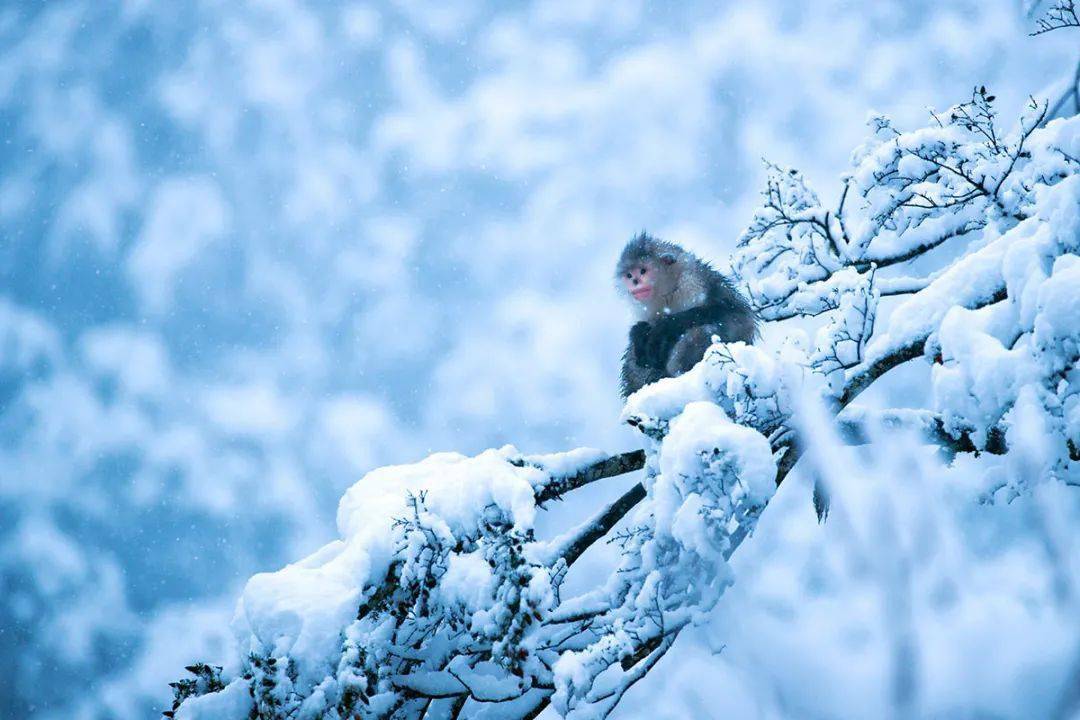 雪地生灵丨白马雪山精灵滇金丝猴