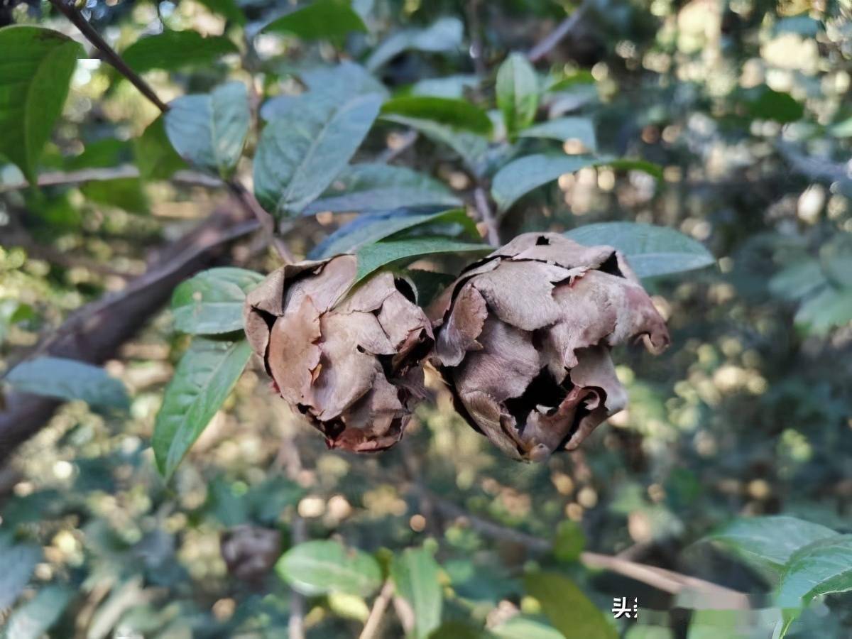 (摄影:廖浩斌)这次发现,为广东中山香山省级自然保护区新增一种保护