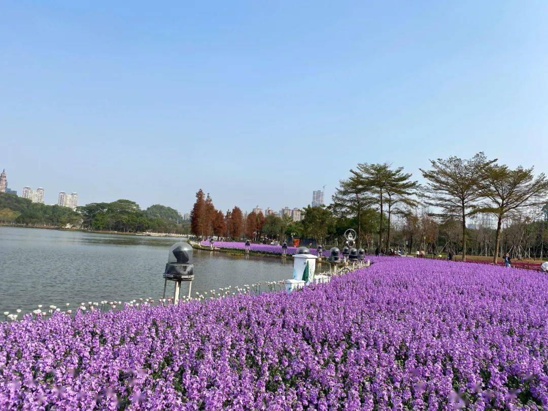 抓紧,溜娃看花海去!