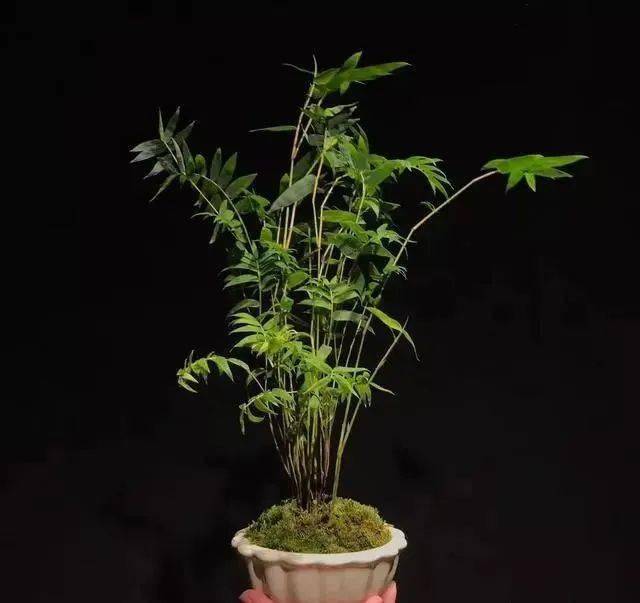 盆景欣赏——"以竹献福",节节高!