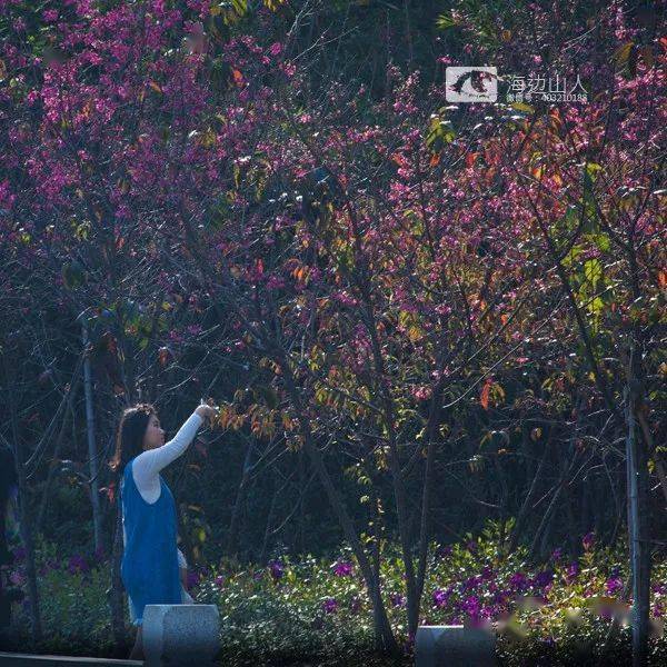 樱花 是浪漫 是纯洁 是等你来  龙海市石码镇紫云岩的樱花谷 樱花