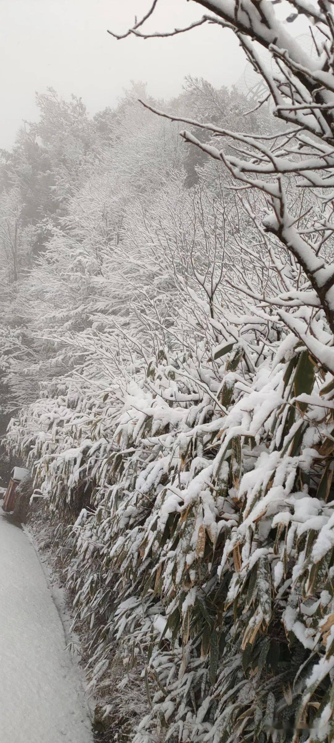 万源八台山过年下雪啦!好美.